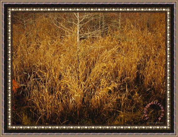 Raymond Gehman Fall View of Wire Grass And Bay Trees on The Edge of Lake Waccamaw Near Lake Waccamaw Framed Painting
