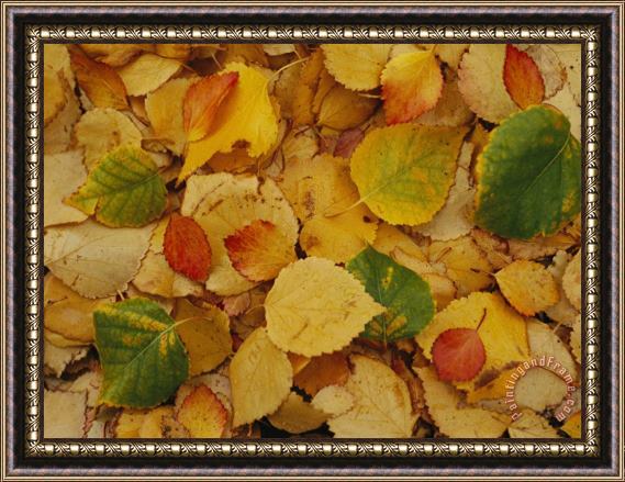 Raymond Gehman Fallen Autumn Leaves Framed Painting