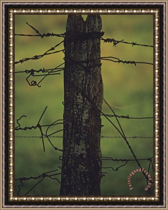 Raymond Gehman Fence Post with Tangled Knots of Barbed Wire Framed Painting