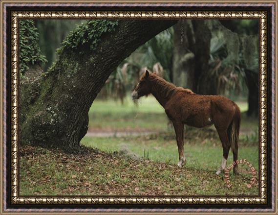 Raymond Gehman Feral Horse Munching Spanish Moss Cumberland Island Georgia Framed Print
