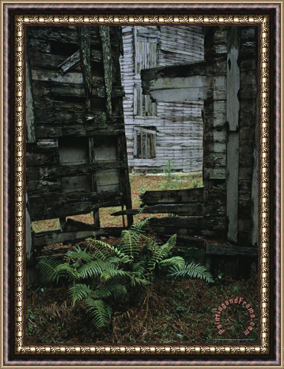 Raymond Gehman Fern Growing Among Ruins at The Dungeoness Estate Framed Painting