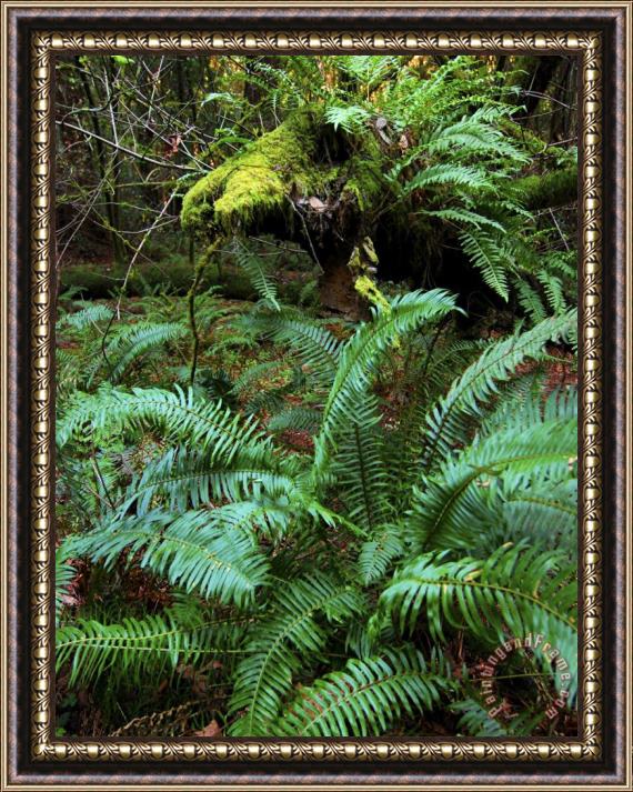 Raymond Gehman Ferns And Redwoods in Muir Woods National Monument California Framed Painting