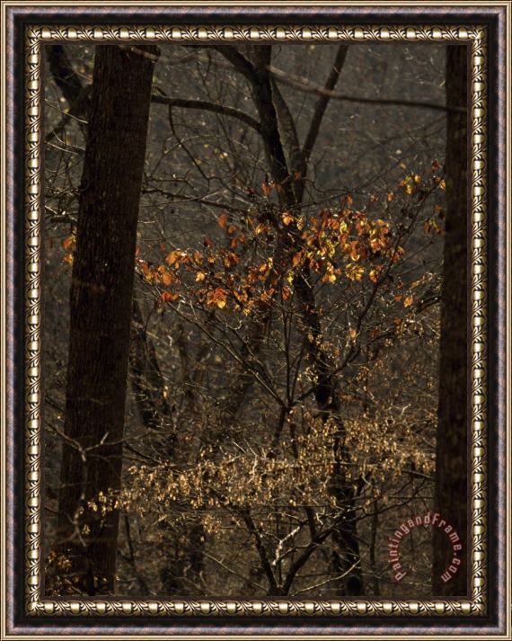 Raymond Gehman Few Remaining Leaves Clinging to a Tree in a Leaf Less Autumn Forest Framed Print