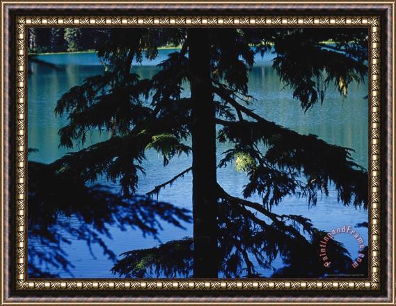 Raymond Gehman Fir Tree in Silhouette Partially Obscures a Blue Mountain Lake Framed Painting