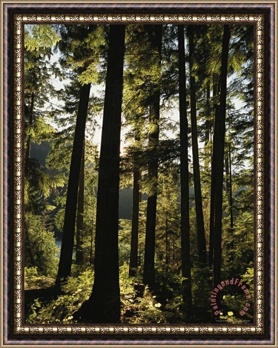 Raymond Gehman Fir Trees Tower in a Northwest Forest Framed Print