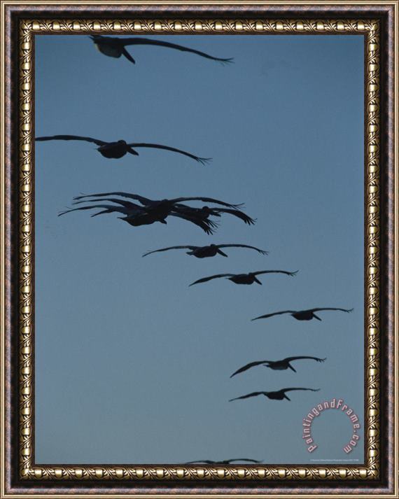 Raymond Gehman Flock of Brown Pelicans Flying in Formation Framed Painting