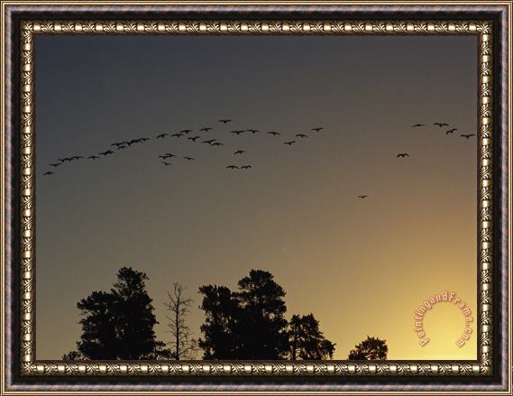 Raymond Gehman Flock of Geese Take Flight As The Sun Sets on a Manitoba Park Framed Print