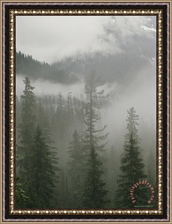 Raymond Gehman Fog Hangs in a Valley of Evergreens at Logan Pass Framed Painting