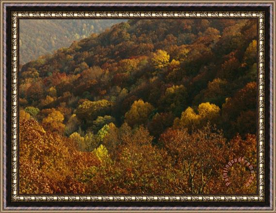 Raymond Gehman Forest Stand of Maples And Oaks in Autumn Hues Framed Painting