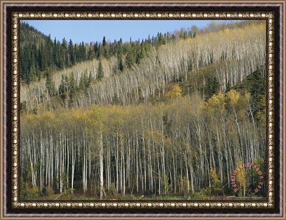 Raymond Gehman Golden Trees of Autumn in The Boreal Forest Near Cli Creek Framed Painting