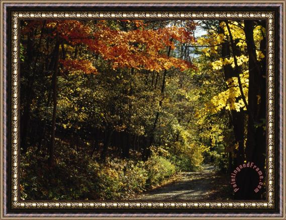 Raymond Gehman Gravel Road Through a Forest Provides Access to Rocks for Climbers Framed Print