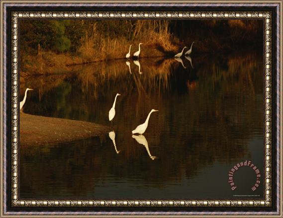 Raymond Gehman Great Egrets Feeding in a Pond Surrounded with Aquatic Grasses Framed Painting