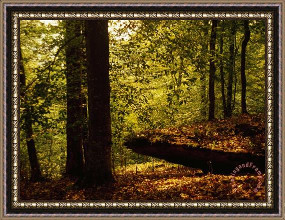 Raymond Gehman Large Stone Slab in a Peaceful Woodland Setting Framed Print