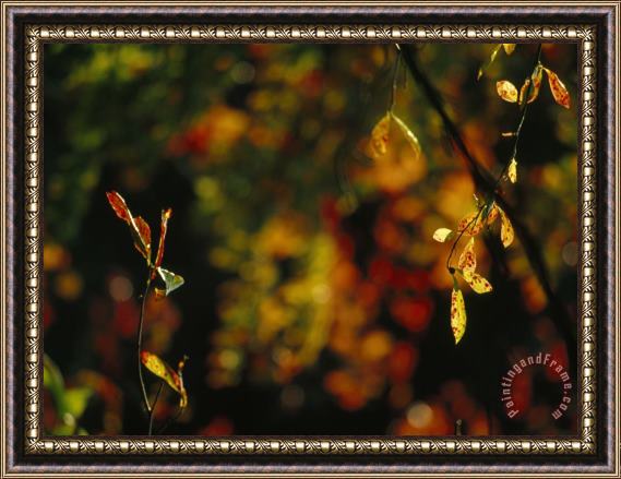 Raymond Gehman Leaves in a Fantastic Array of Autumn Colors Framed Print