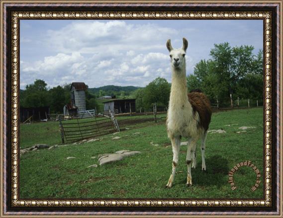 Raymond Gehman Llama in a Fenced Field on a Farm Framed Painting