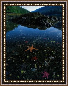 Pinocchio Wishes Upon a Star Framed Paintings - Low Tide Reveals a Galaxy of Bat Stars And Other Sea Creatures by Raymond Gehman