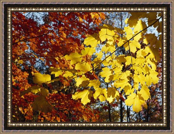 Raymond Gehman Maple Leaves Glowing Yellow And Orange in Autumn Framed Painting