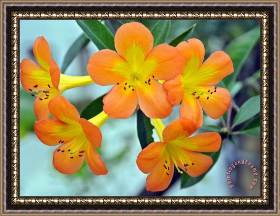 Raymond Gehman Melon And Yellow Colored Flowers Bloom Brightly Framed Print