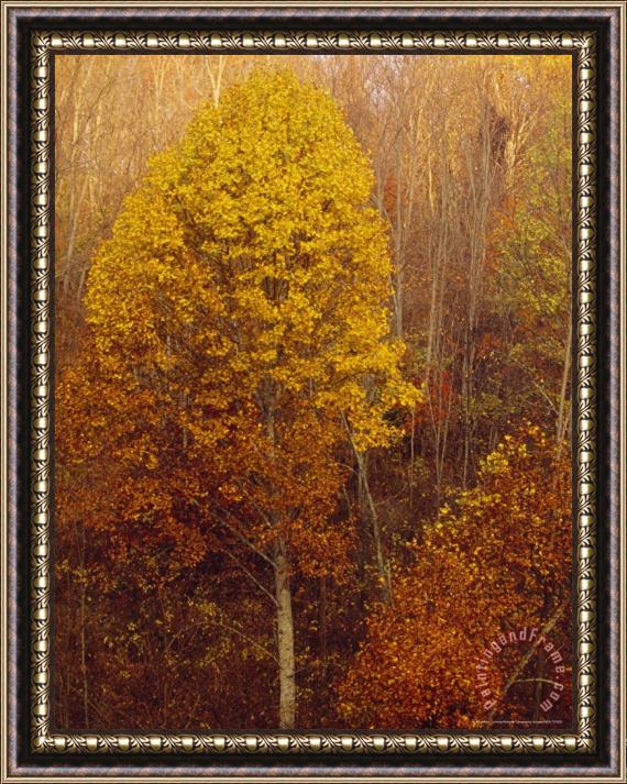 Raymond Gehman Morning View of Autumn Colors in The Jefferson National Forest Framed Print