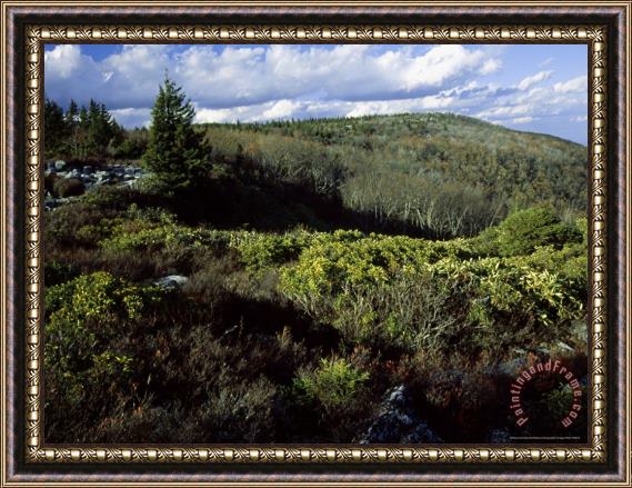Raymond Gehman Mountain Laurel And a Berry Thicket in Bear Rocks Preserve Framed Painting