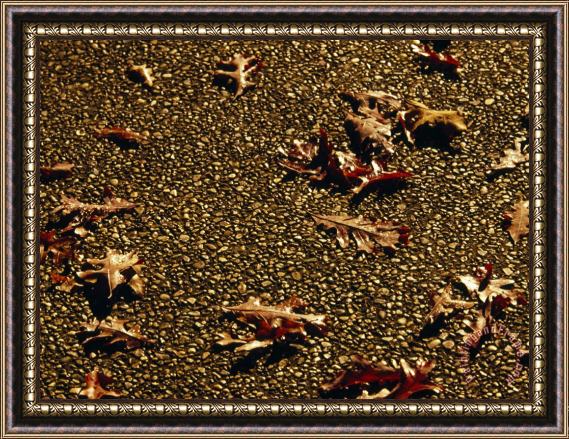 Raymond Gehman Oak Leaves Browned by Autumn on a Pebbled Surface Framed Painting