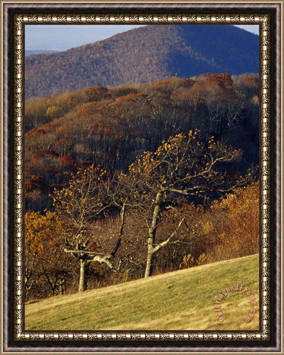 Raymond Gehman Oak Trees in an Autumn View From The West Side of Max Patch Framed Print