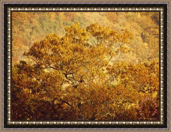 Raymond Gehman Oak Trees in The Fall Framed Painting