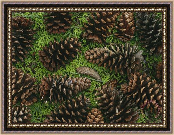 Raymond Gehman Open Pine Cones Littering Ther Ground Framed Print
