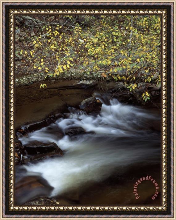Raymond Gehman Paint Creek Rushes Beneath Birch Tree Branches on Paint Mountain Framed Painting