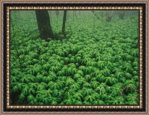 Raymond Gehman Patch of Mayapple Plants in a Woodland Framed Painting