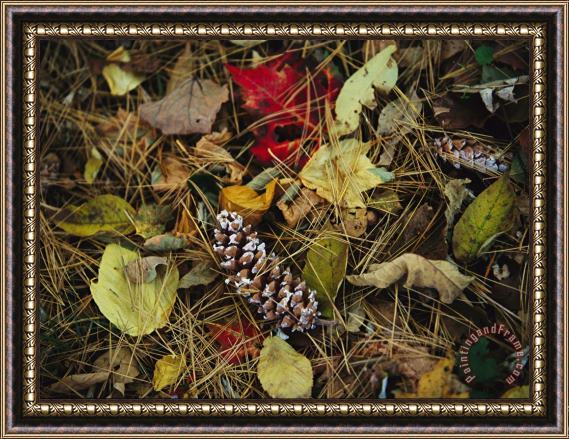 Raymond Gehman Pine Needles And Cones And Autumn Leaves Along The Appalachian Trail Framed Print