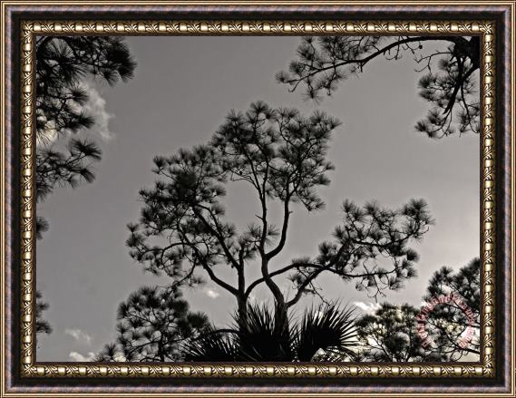 Raymond Gehman Pine Trees Are Silhouetted Against a Clear Afternoon Sky Framed Print