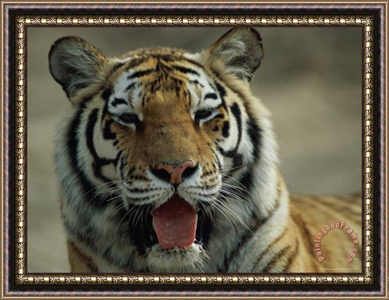 Raymond Gehman Portrait of a Tiger Framed Print