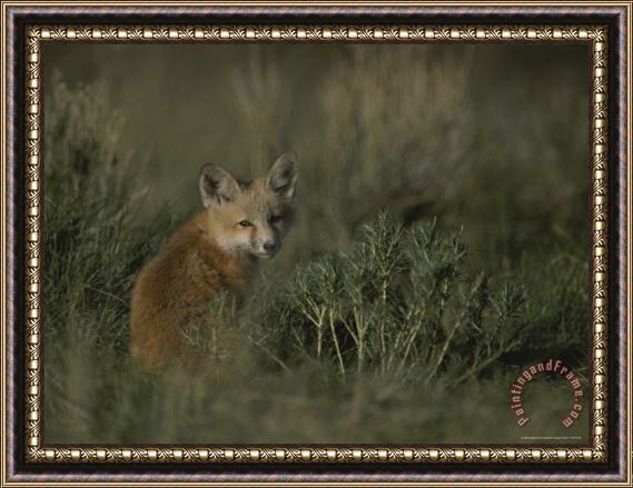 Raymond Gehman Red Fox Kit Red Rocks National Wildlife Refuge Montana Framed Print