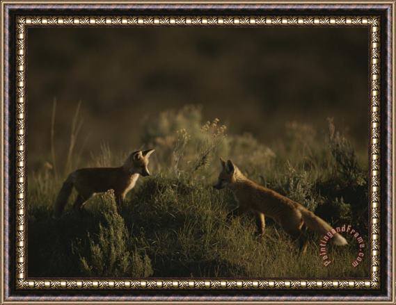 Raymond Gehman Red Fox Kits Red Rocks National Wildlife Refuge Montana Framed Print
