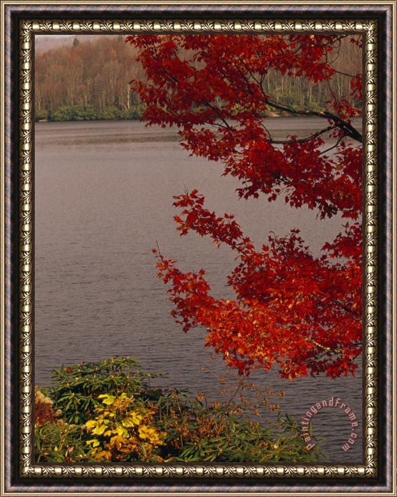 Raymond Gehman Red Maple Tree And Rhododendrons on The Shore of Price Lake Framed Print