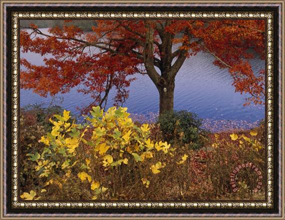 Raymond Gehman Red Maple Tree And Sycamore Sapling at Lake S Edge Framed Painting