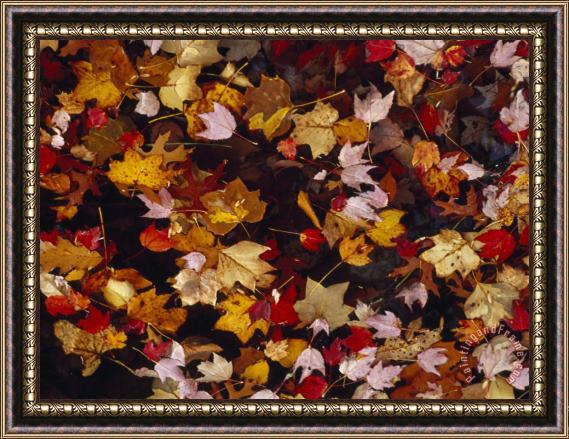 Raymond Gehman Red Maple Tree Leaves And Others Floating in Price Lake Framed Print