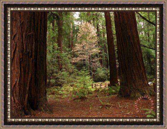 Raymond Gehman Redwoods And Trail in Muir Woods National Monument California Framed Print