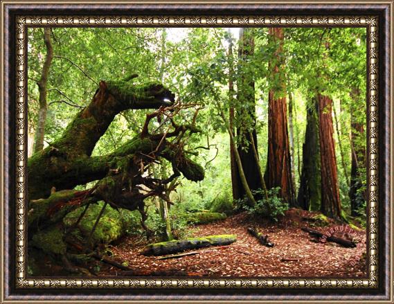 Raymond Gehman Redwoods in Big Basin State Park California Framed Painting