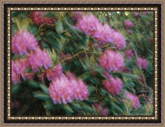 Raymond Gehman Rhododendron Blossoms Swaying in a Breeze Framed Painting
