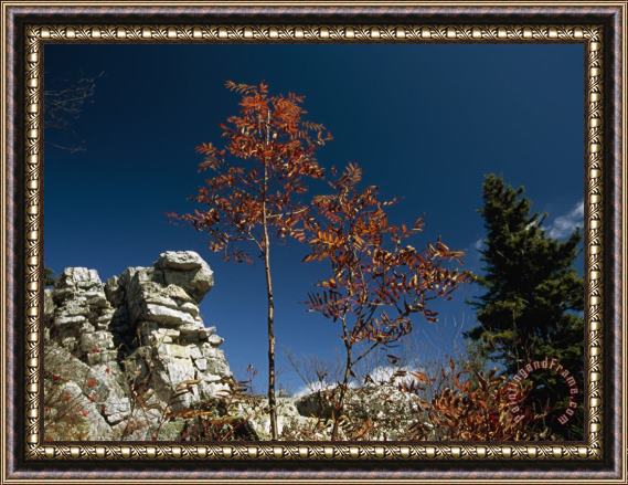 Raymond Gehman Rock Formation Black Walnut Tree And Evergreen Tree Framed Painting