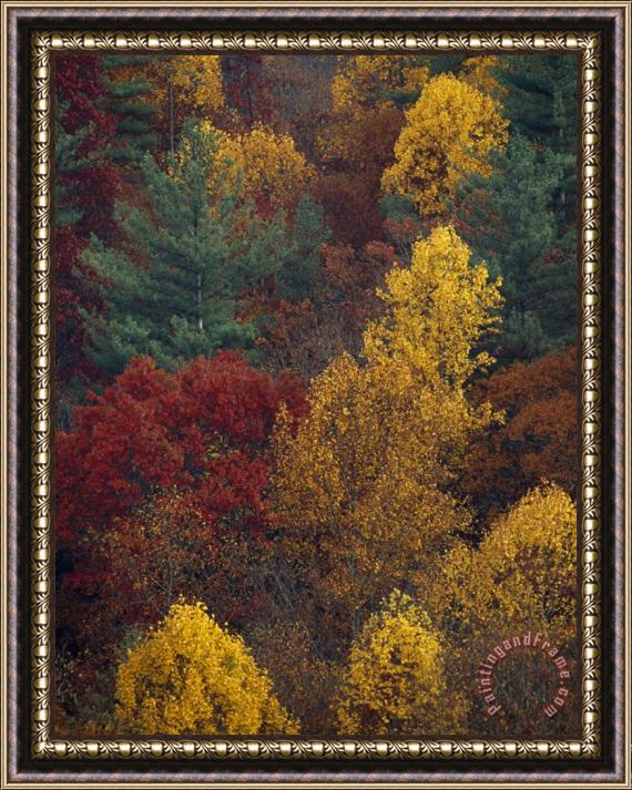 Raymond Gehman Scenic Mountain Forest in Rich Autumn Colors Framed Painting