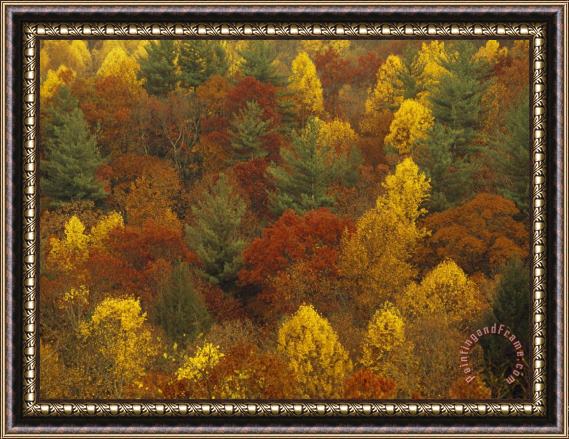 Raymond Gehman Scenic Mountain Forest in Rich Autumn Colors Framed Painting
