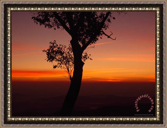 Raymond Gehman Silhouetted Tree And a Dramatic Sunrise Framed Painting