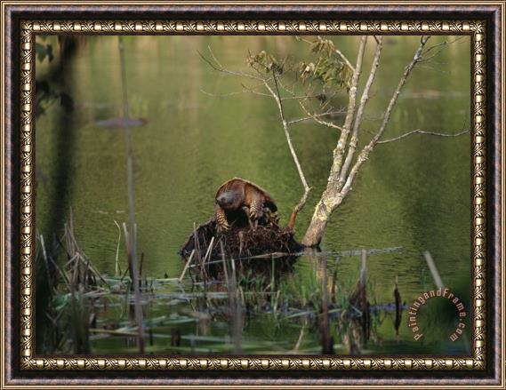 Raymond Gehman Snapping Turtle Crawling Up Onto a Mound of Earth in a Pond Framed Print