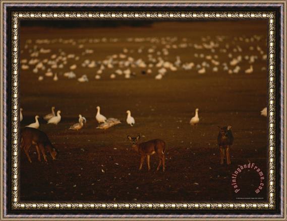 Raymond Gehman Snow Geese Settle in for The Evening Among Grazing White Tailed Deer Framed Painting