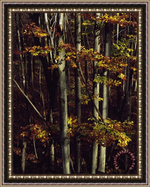 Raymond Gehman Stand of Straight Trees with Leaves in Autumn Hues Framed Painting