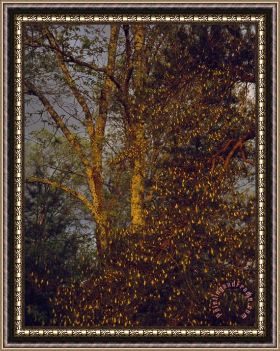 Raymond Gehman Stand of Trees in Babcock State Park West Virginia Framed Painting