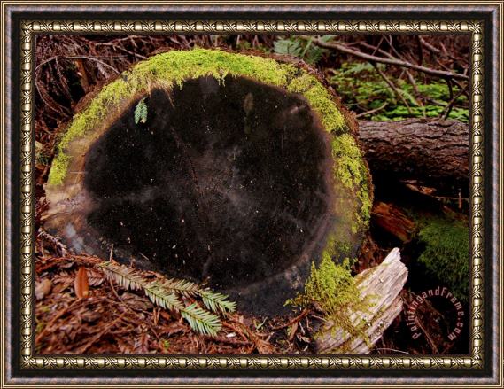 Raymond Gehman Stump of a Redwood in Muir Woods National Monument California Framed Painting